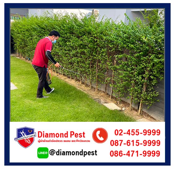 diamondpest