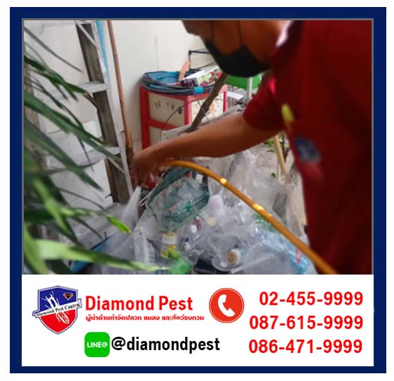 diamondpest