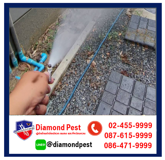 diamondpest