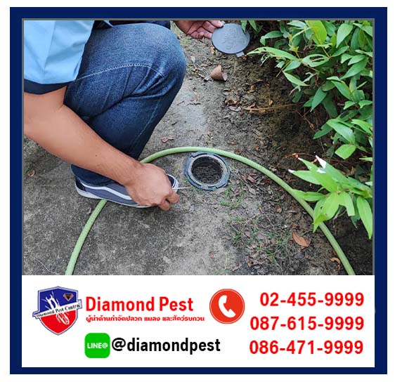 diamondpest