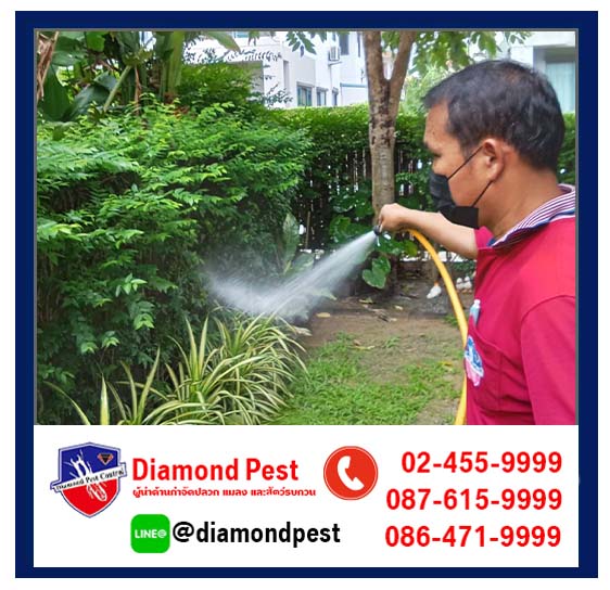 diamondpest
