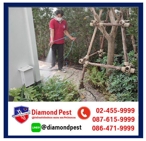 diamondpest