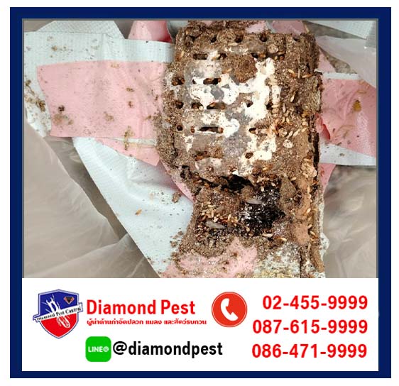 diamondpest