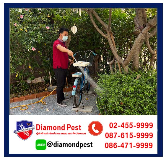 diamondpest